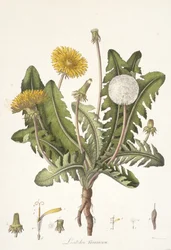 Checa Leontoden de Flora Londres, 1777-1798